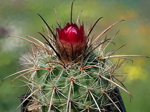 DSC00014Parodia suprema