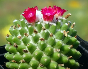 DSC00015Mammillaria polythele cv. Toluca