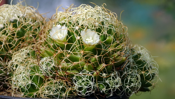 DSC00016Mammillaria camptotricha cv. Marnier-lapostollei