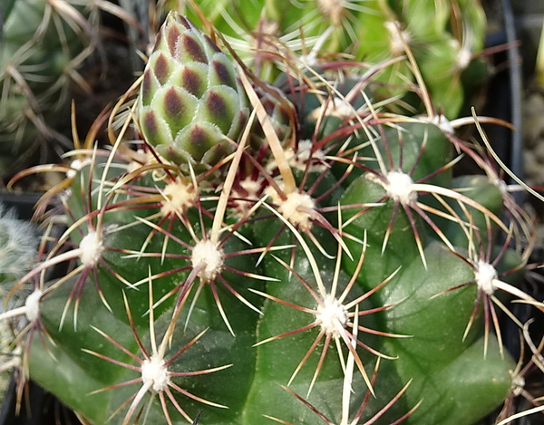 DSC00026Thelocactus bicolor ssp. commodus MK 133.419