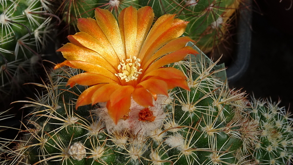 DSC00032Parodia mairanana