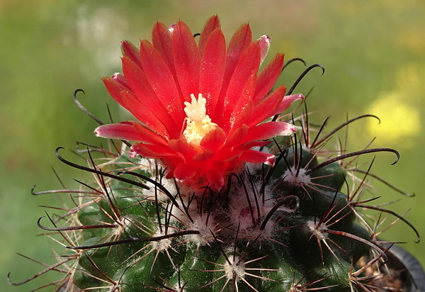 DSC00054Parodia culpinensis