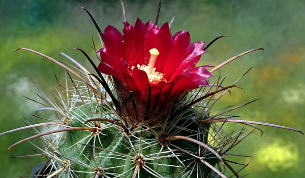 DSC00056Parodia suprema