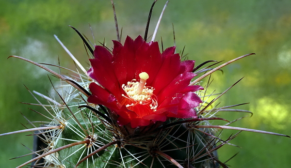 DSC00057Parodia suprema