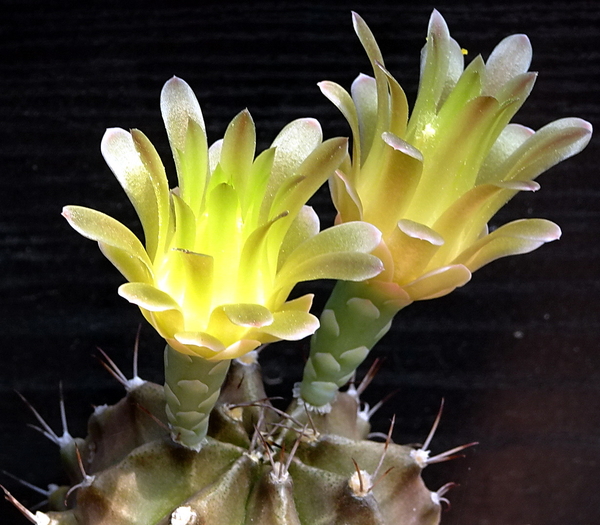 DSC00060Gymnocalycium mihanovichii STO 1212