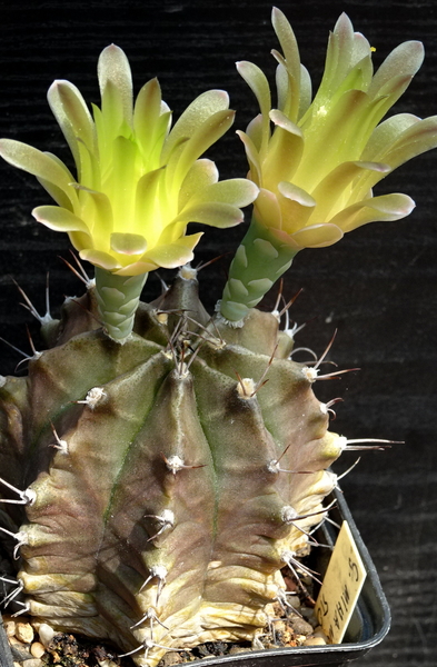 DSC00061Gymnocalycium mihanovichii STO 1212