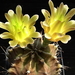 DSC00063Gymnocalycium mihanovichii STO 1212