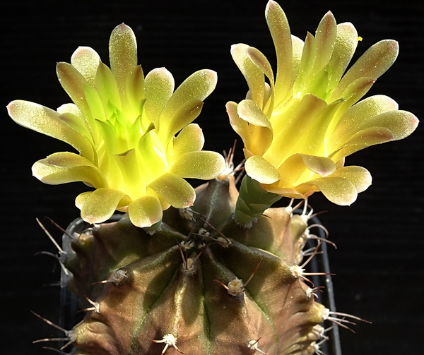 DSC00063Gymnocalycium mihanovichii STO 1212