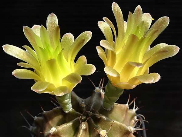 DSC00062Gymnocalycium mihanovichii STO 1212