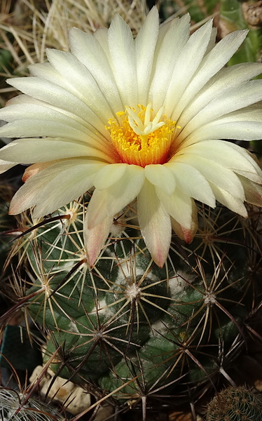 DSC00138Coryphantha longicornis