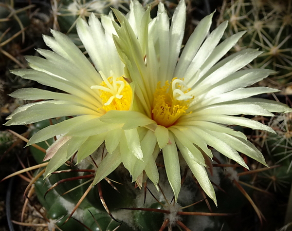 DSC00139Coryphantha sulcolanata