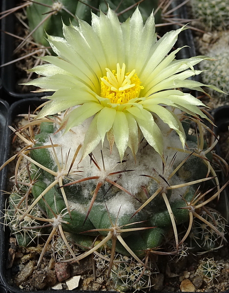 DSC00140Coryphantha bumamma