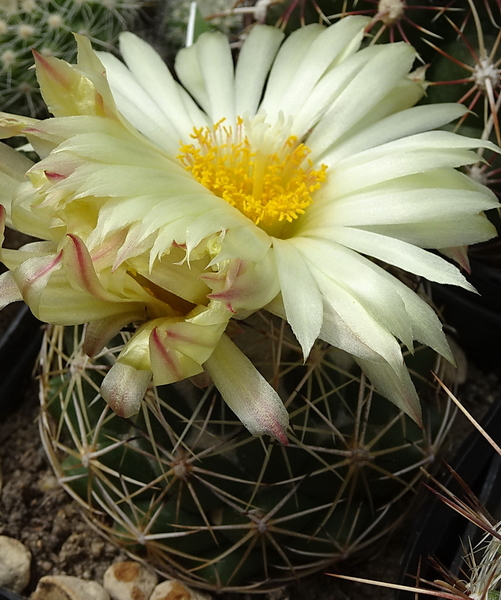 DSC00141Coryphantha longicornis