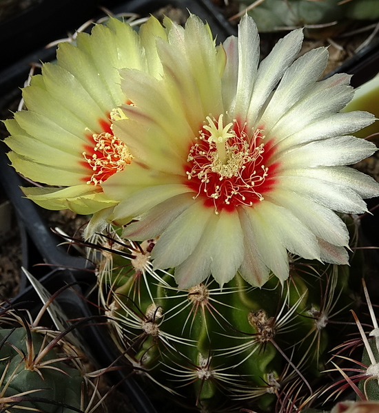 DSC00142Hamatocactus setispinus