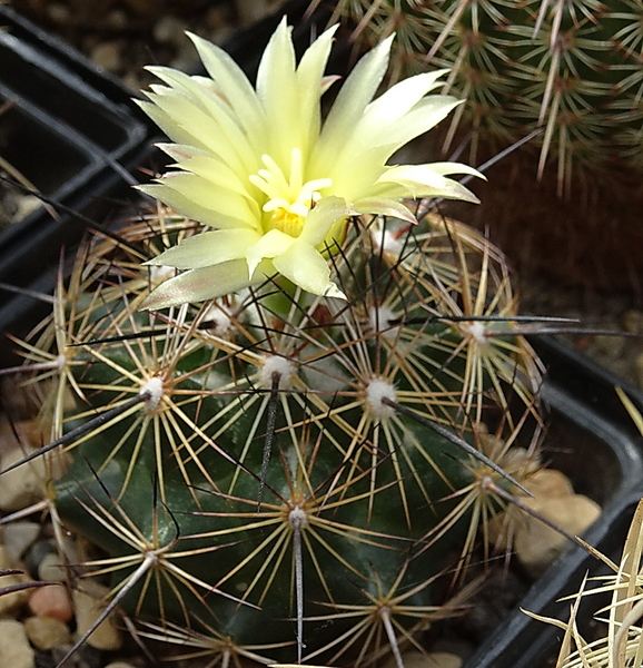 DSC00144Coryphantha nickelsiae