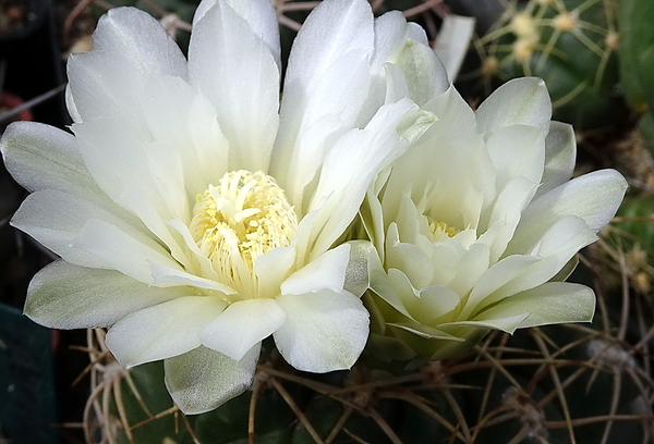 DSC00146Gymnocalycium multiflorum