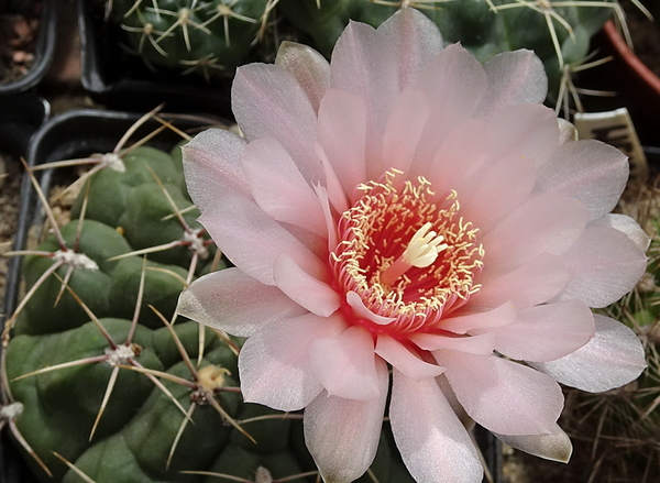 DSC00147Gymnocalycium ritterianum