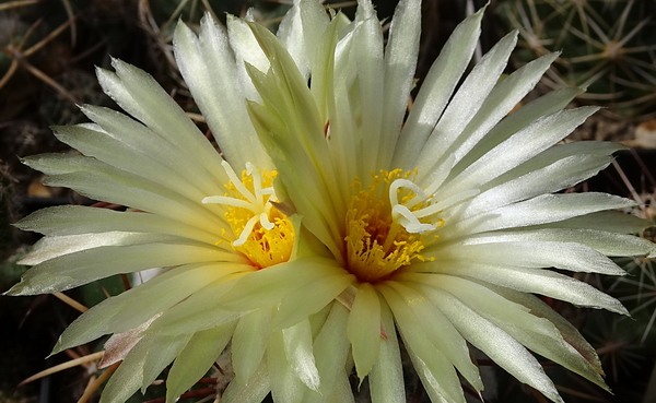 DSC00148Coryphantha sulcolanata