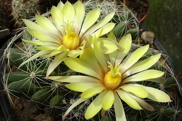 DSC00149Mammillaria sphaerica