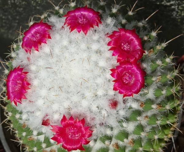 DSC00150Mammillaria polythele v. nuda