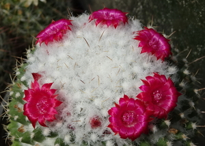 DSC00151Mammillaria polythele v. nuda