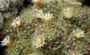 DSC00152Mammillaria wildii