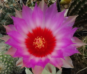 DSC00156Thelocactus bicolor ssp. commodus MK 133.419