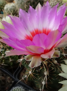 DSC00157Thelocactus bicolor ssp. commodus MK 133.419