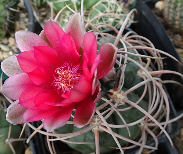 DSC00158Gymnocalycium carminanthum