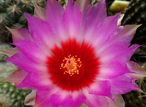 DSC00160Thelocactus bicolor ssp. commodus MK 133.419