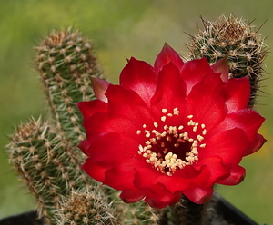 DSC00163Chamaecereus Lincoln Warpaint