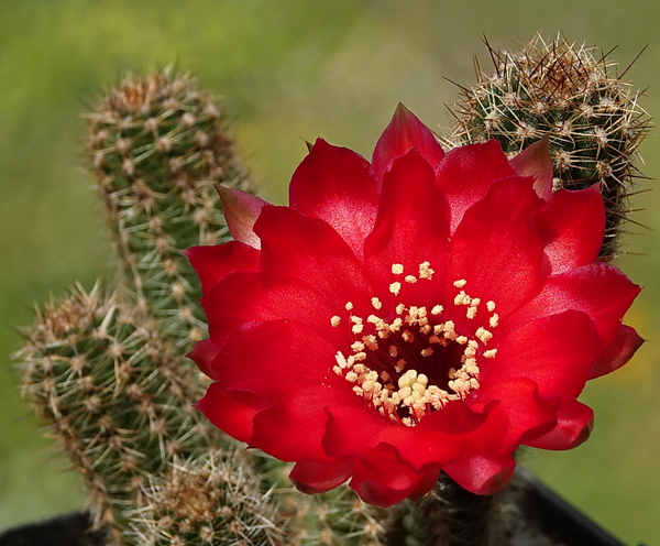 DSC00163Chamaecereus Lincoln Warpaint