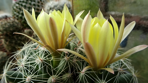 DSC00161Mammillaria sphaerica