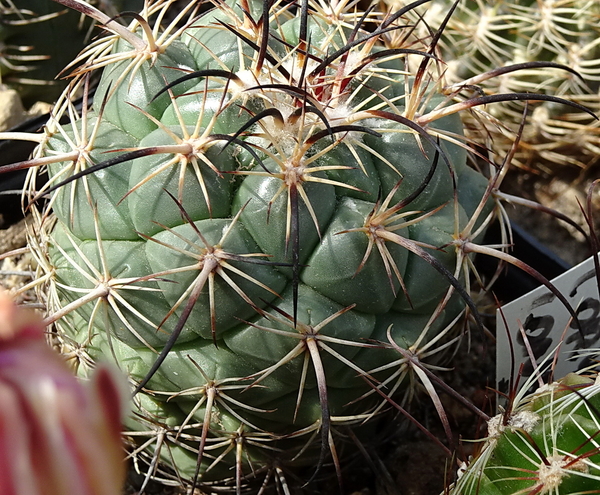 DSC00170Coryphantha longicornis