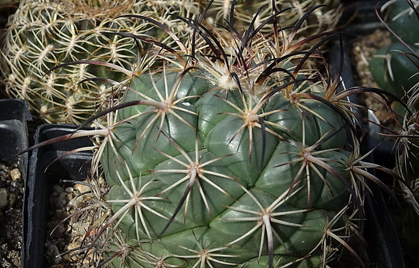 DSC00171Coryphantha longicornis