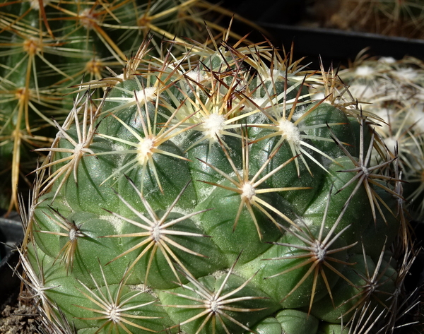 DSC00176Coryphantha indensis