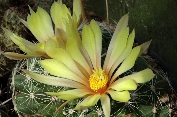 DSC00191Mammillaria sphaerica