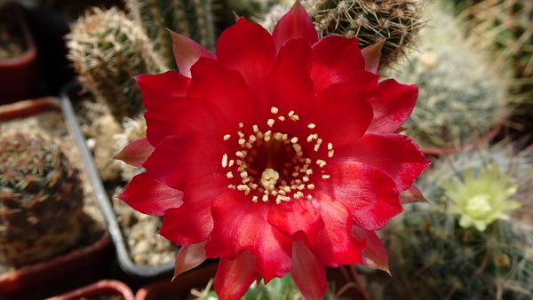 DSC00196Chamaecereus Lincoln Warpaint