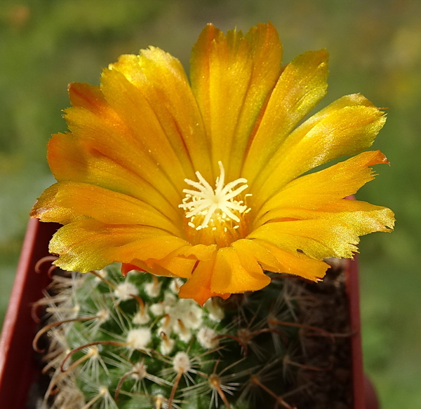 DSC00197Parodia weberiana TB420.1