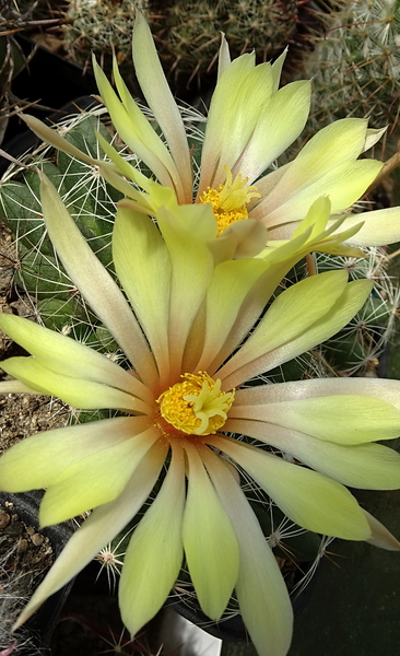 DSC00199Mammillaria sphaerica