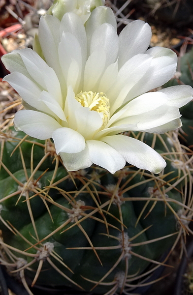 DSC00200Gymnocalycium multiflorum