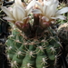 DSC00204Gymnocalycium guanchinense VS 39