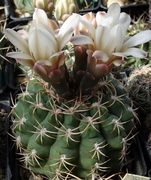 DSC00204Gymnocalycium guanchinense VS 39