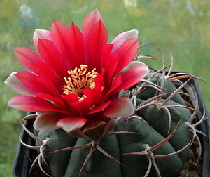 DSC00212Gymnocalycium carminanthum