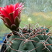 DSC00213Gymnocalycium carminanthum