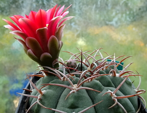 DSC00213Gymnocalycium carminanthum