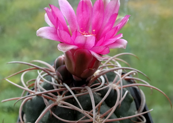 DSC00215Gymnocalycium carminanthum