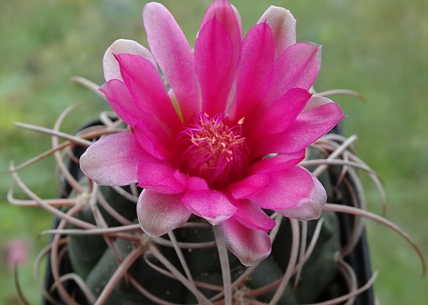 DSC00214Gymnocalycium carminanthum