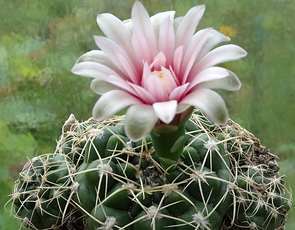 DSC00218Gymnocalycium capillaense