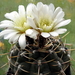 DSC00222Gymnocalycium borthii HV 673